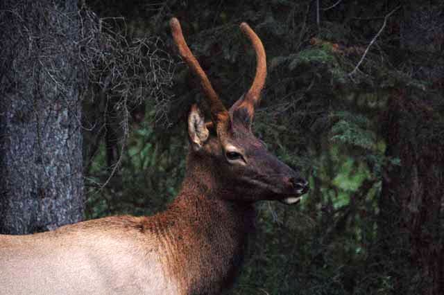 male elk